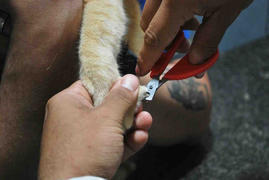 trimming dog nail with a Best dog nail trimming tools
